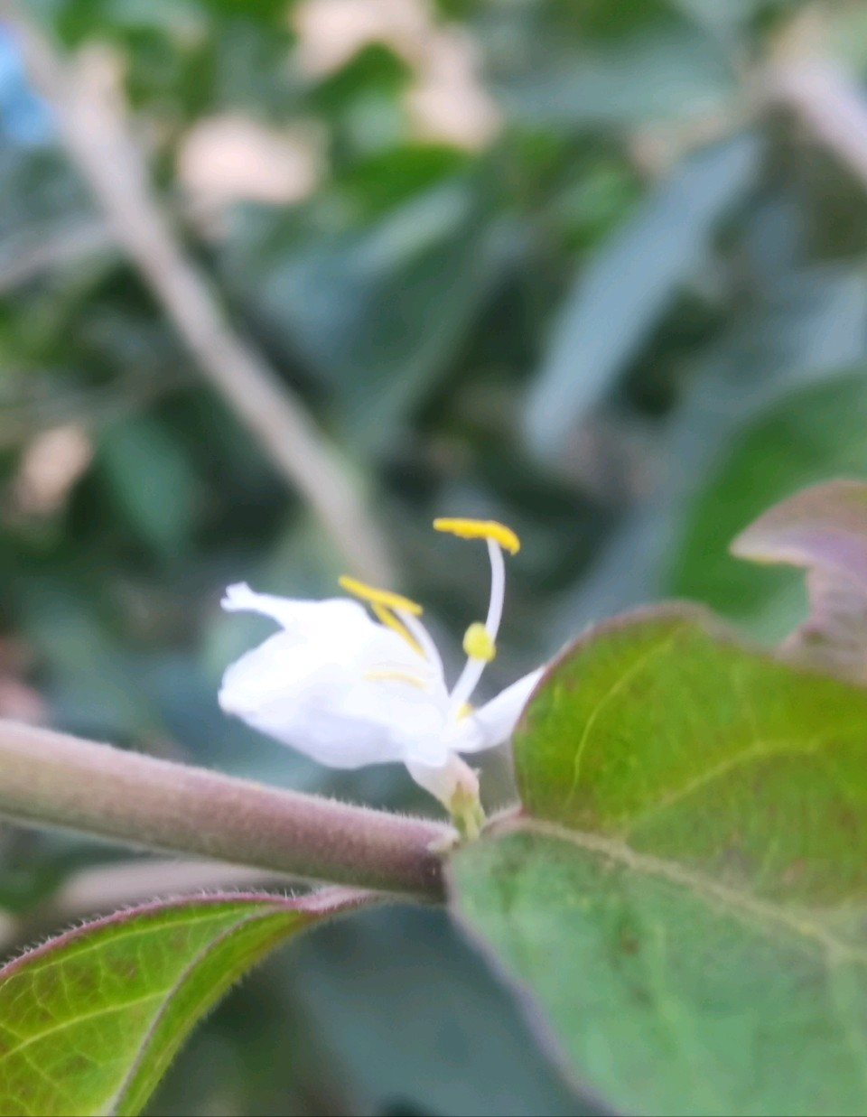 【都市头条向幸福出发编辑部】第17028期 深秋晨露 白花独芳 文 如月 主播 贾敏