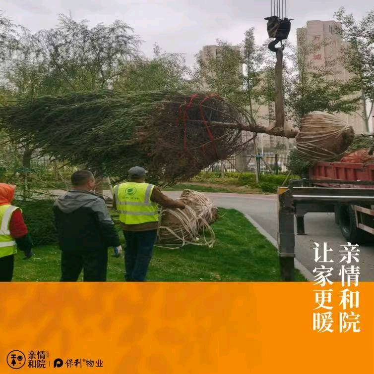保利物业绿植补种感吟金夜（兰州）（图5）