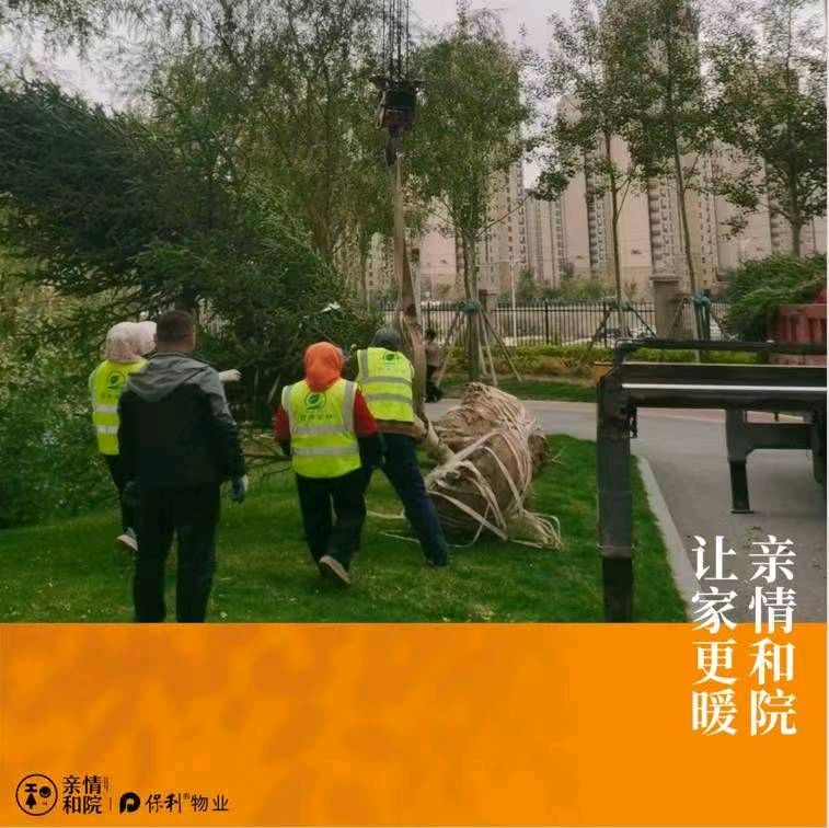 保利物业绿植补种感吟金夜（兰州）（图3）