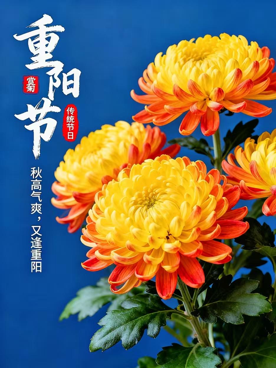 九月九//高增月