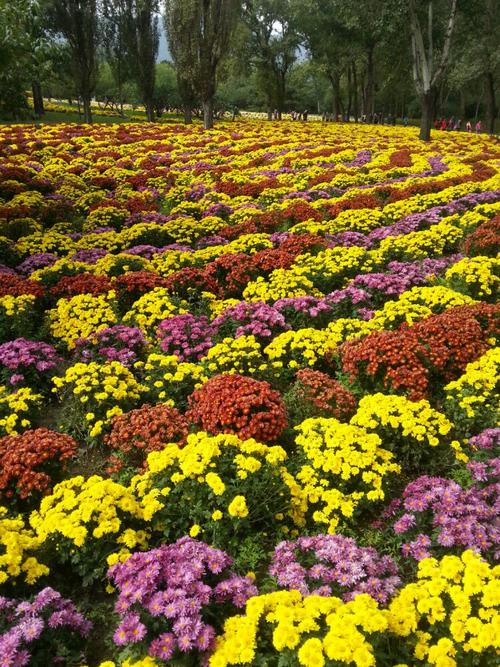 九九重阳节植物园里赏菊花 2016.10.9日