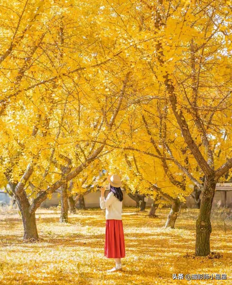 【昊昊海峽新幹線副刊】那個金秋季節開始的故事（作者 : 昊昊/中國臺灣）……莲叶之珠文学社（图4）