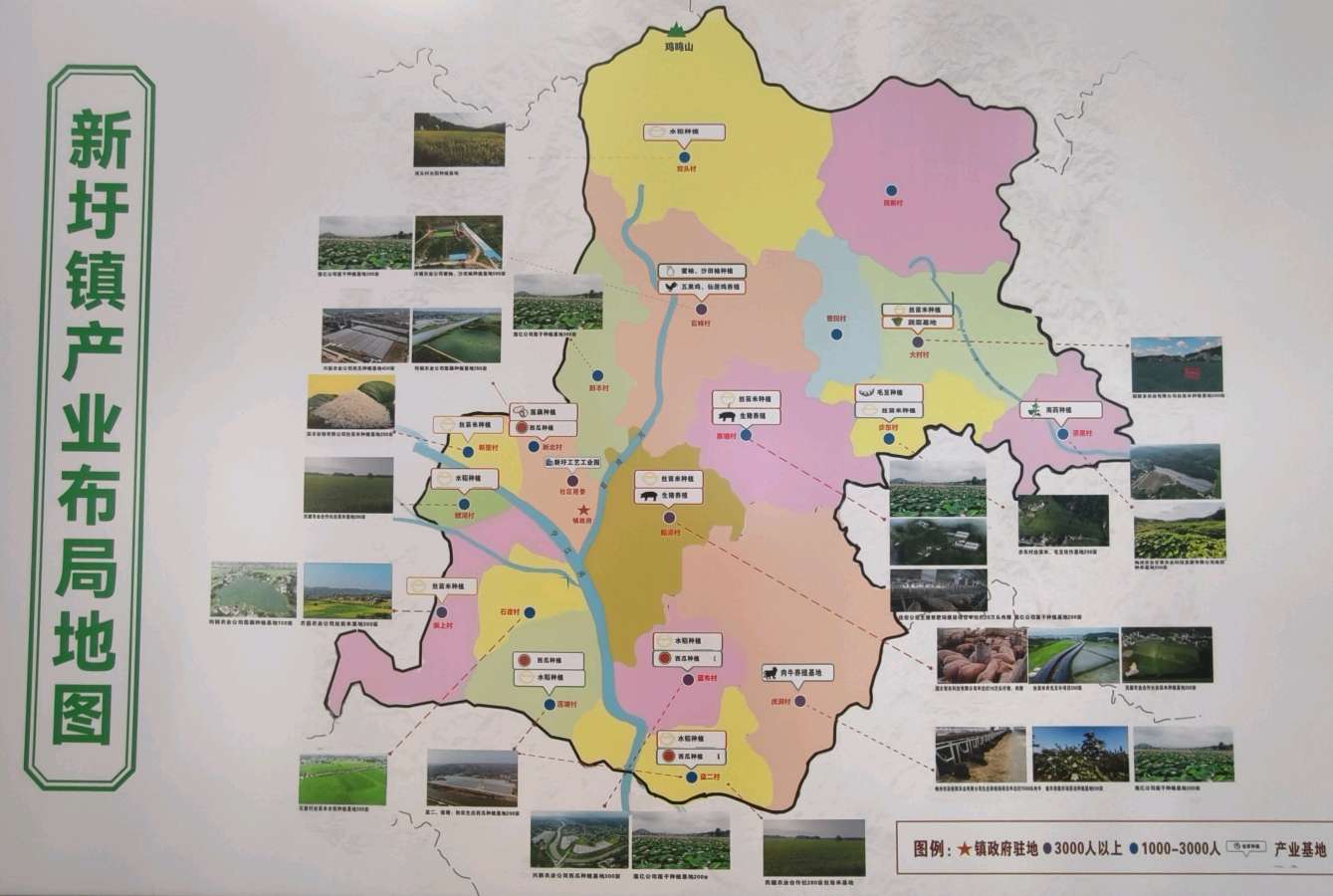 新圩镇领导率众挖藕