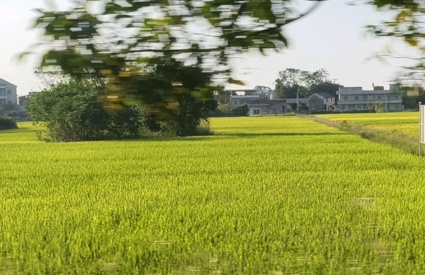 新圩镇领导率众挖藕（图7）