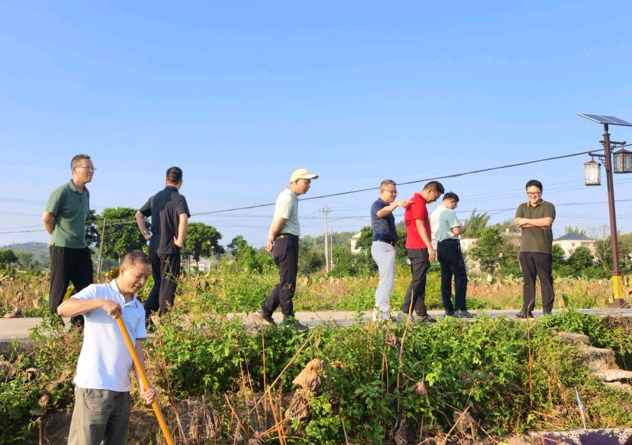 新圩镇领导率众挖藕（图10）
