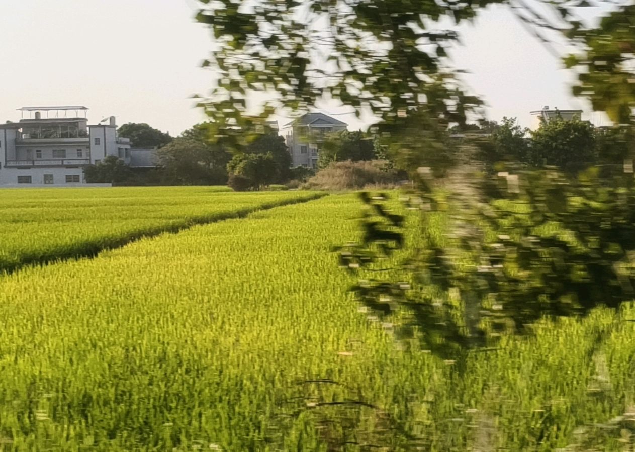 新圩镇领导率众挖藕（图8）