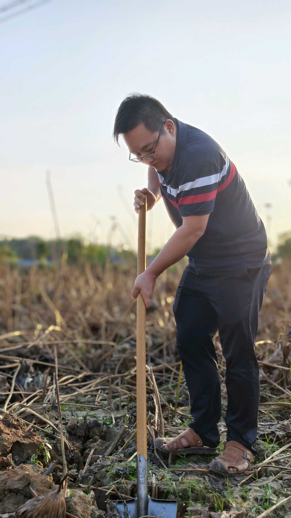 新圩镇领导率众挖藕（图15）