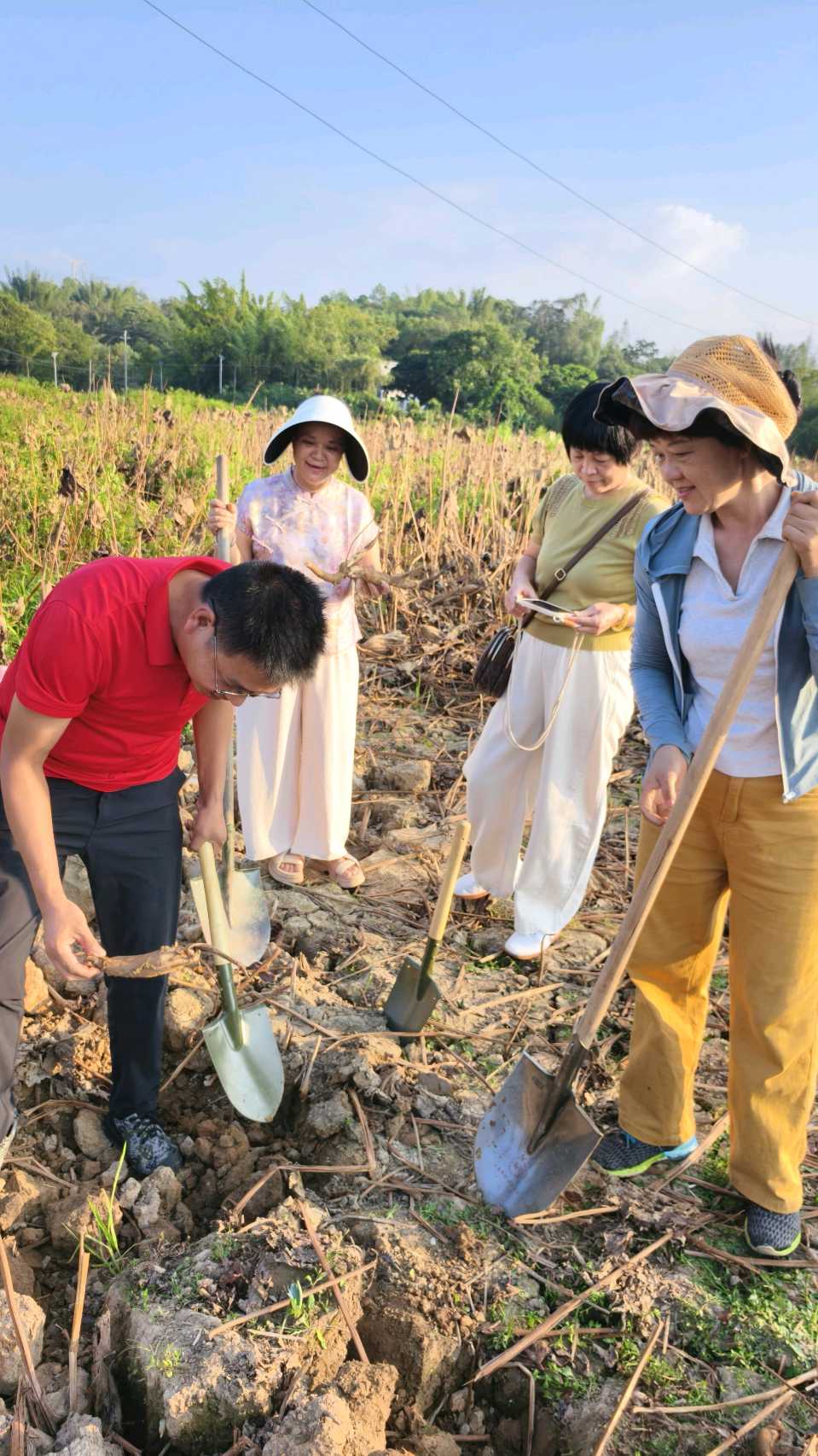 新圩镇领导率众挖藕（图16）