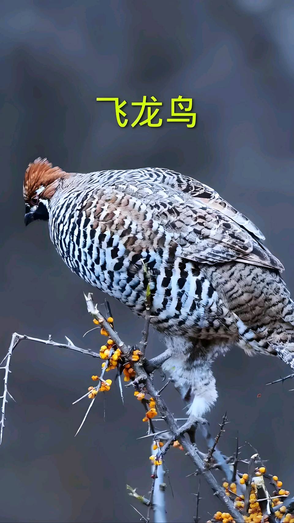 欣赏刘国星老师律诗·长白山飞龙(图3)