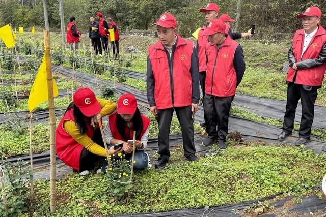南阳市内乡郦邑贡菊:跨区研学拓思路 菊乡传经兴药产(图6)