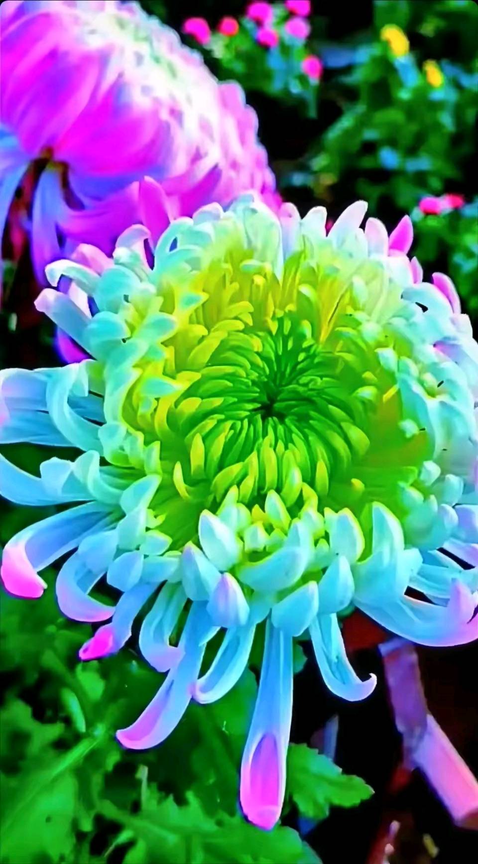 【大家风范】徐世春专栏 || 〔祖村记忆•神话传说〕石狮云落老徐村(作者:徐世春)(图13)