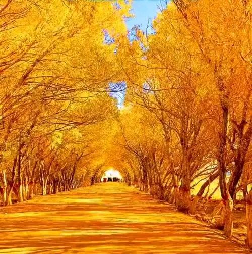 《枫叶》作者/春韵 诵读/立力 编辑/雨杉【花雨馨声】第926期（图2）