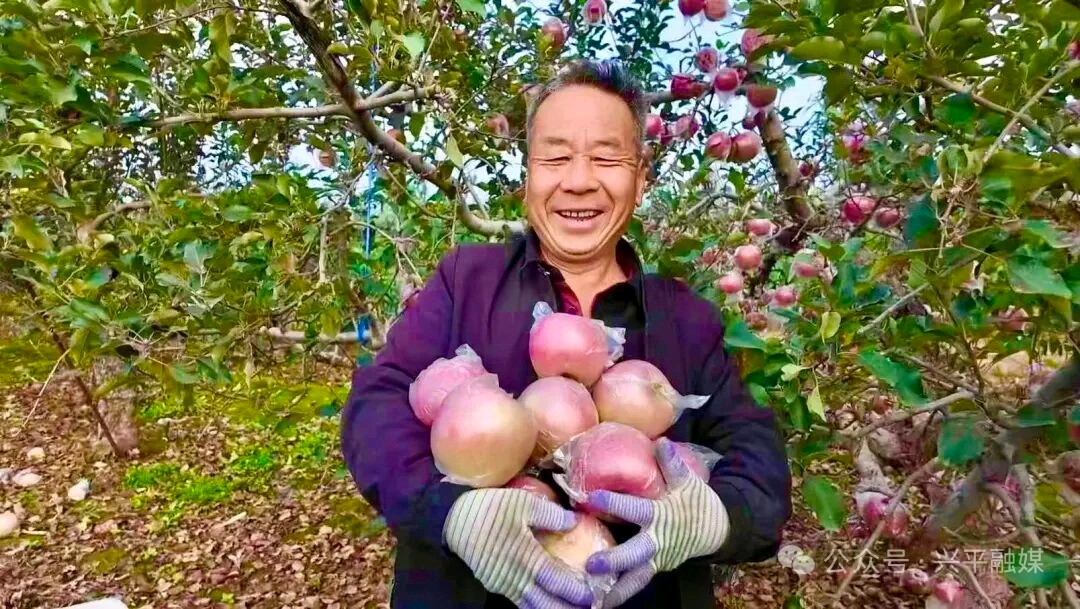 果香满枝头！兴平市南市镇万亩红富士迎来采摘季，产销两旺（图6）
