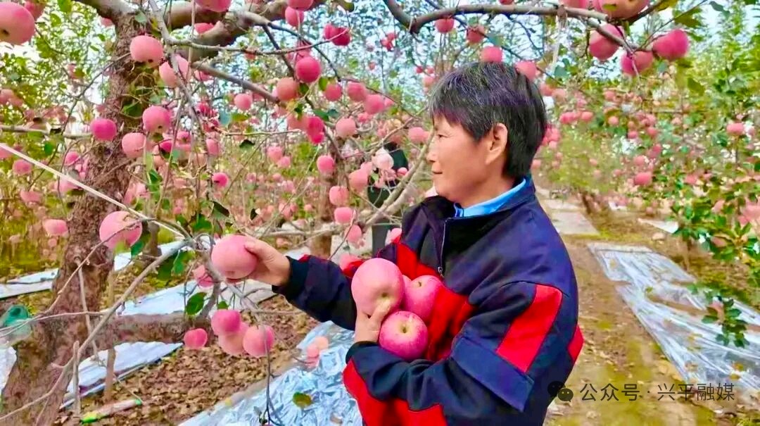 果香满枝头!兴平市南市镇万亩红富士迎来采摘季,产销两旺(图5)