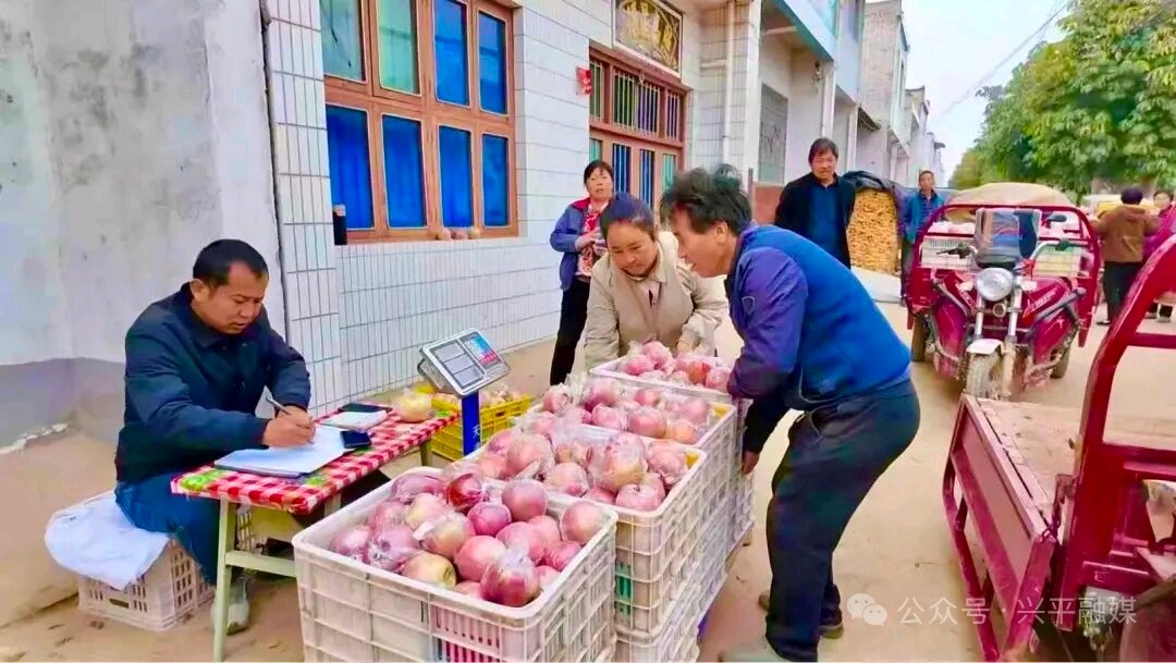 果香满枝头!兴平市南市镇万亩红富士迎来采摘季,产销两旺(图7)