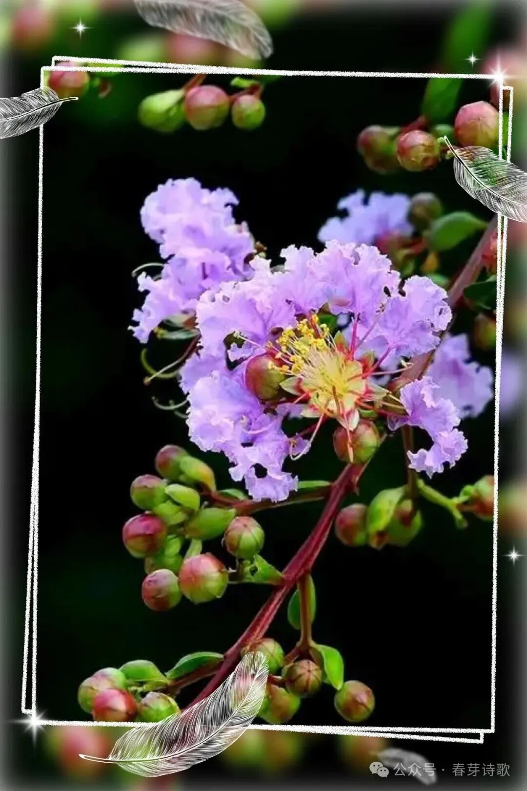 《春芽诗歌》总第三六四期//霜降：在收敛中辨认温热（图36）