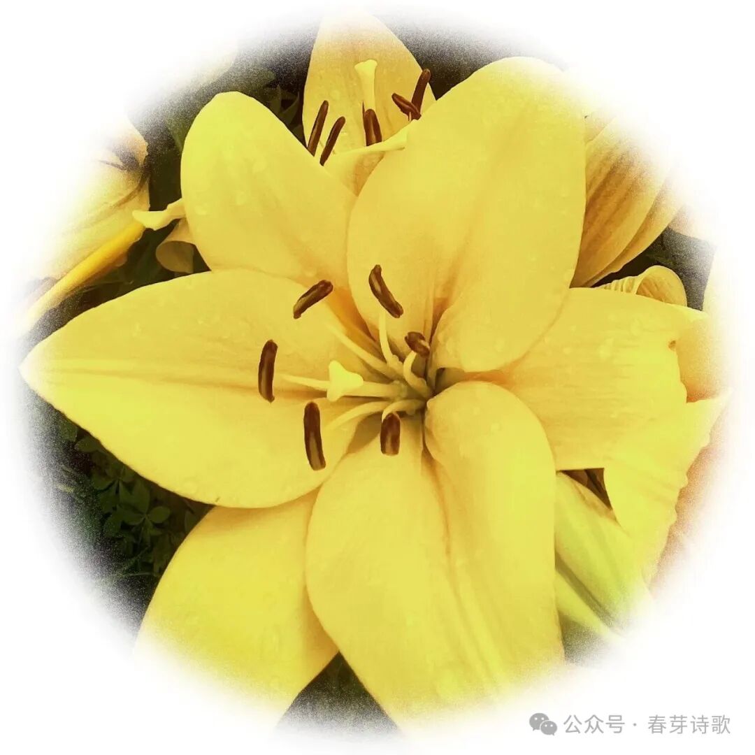 《春芽诗歌》总第三六四期//霜降：在收敛中辨认温热（图14）