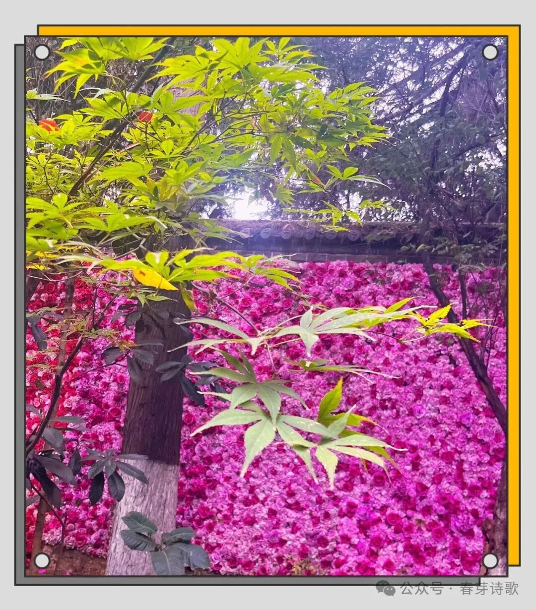 《春芽诗歌》总第三六四期//霜降：在收敛中辨认温热（图22）