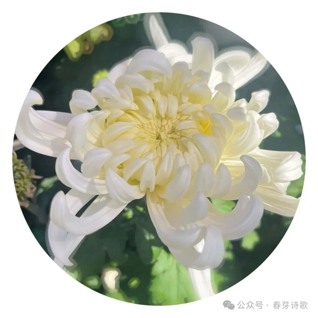 《春芽诗歌》总第三六四期//霜降：在收敛中辨认温热（图28）