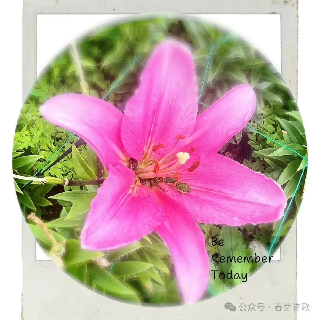 《春芽诗歌》总第三六四期//霜降：在收敛中辨认温热（图16）