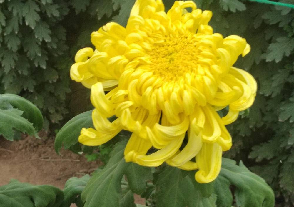 【中国憨派文学】刘东军:咏菊(图2)