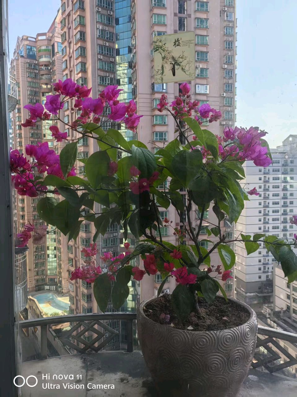 七律//阳台偶拾弃植重生有作(外三首)作者//史少华(图5)