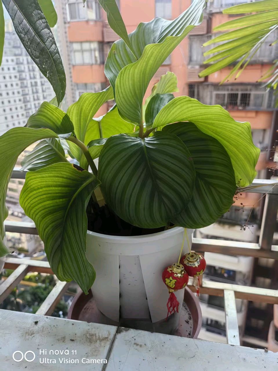 七律//阳台偶拾弃植重生有作(外三首)作者//史少华(图6)