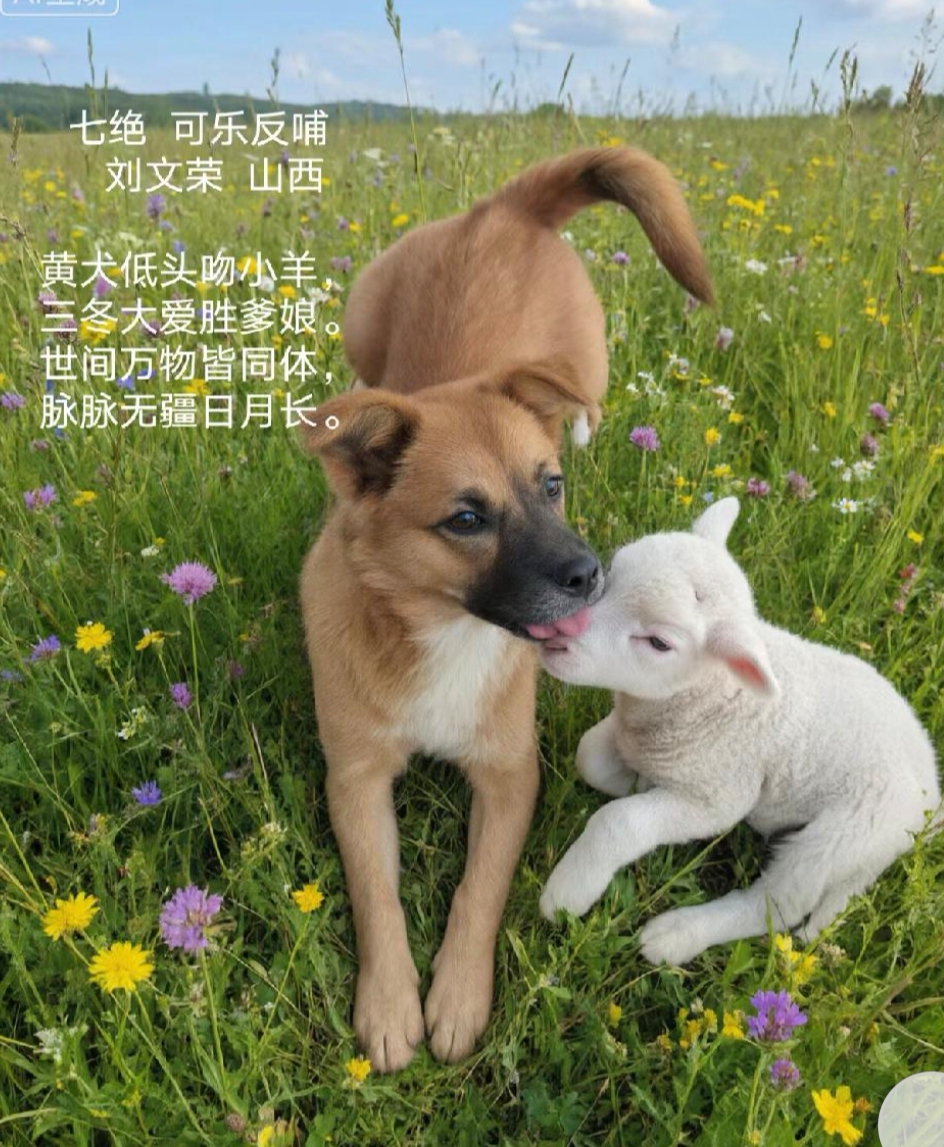 【乐天头条】文学社//七绝·犬与羊/作者：闫永林（内蒙古）（图2）
