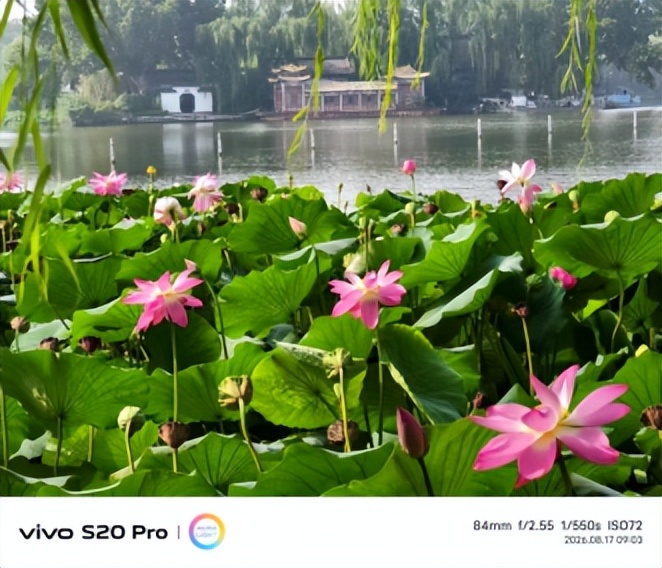 观大明湖秋荷有思//王炳强(图3)