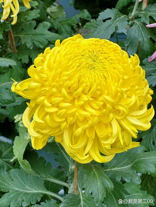 菊/秋谷(图2)