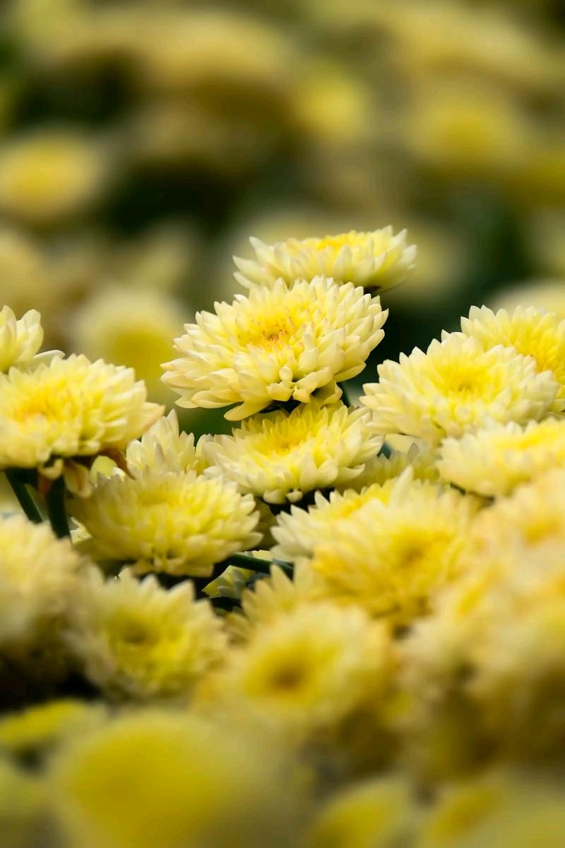 菊/秋谷(图3)