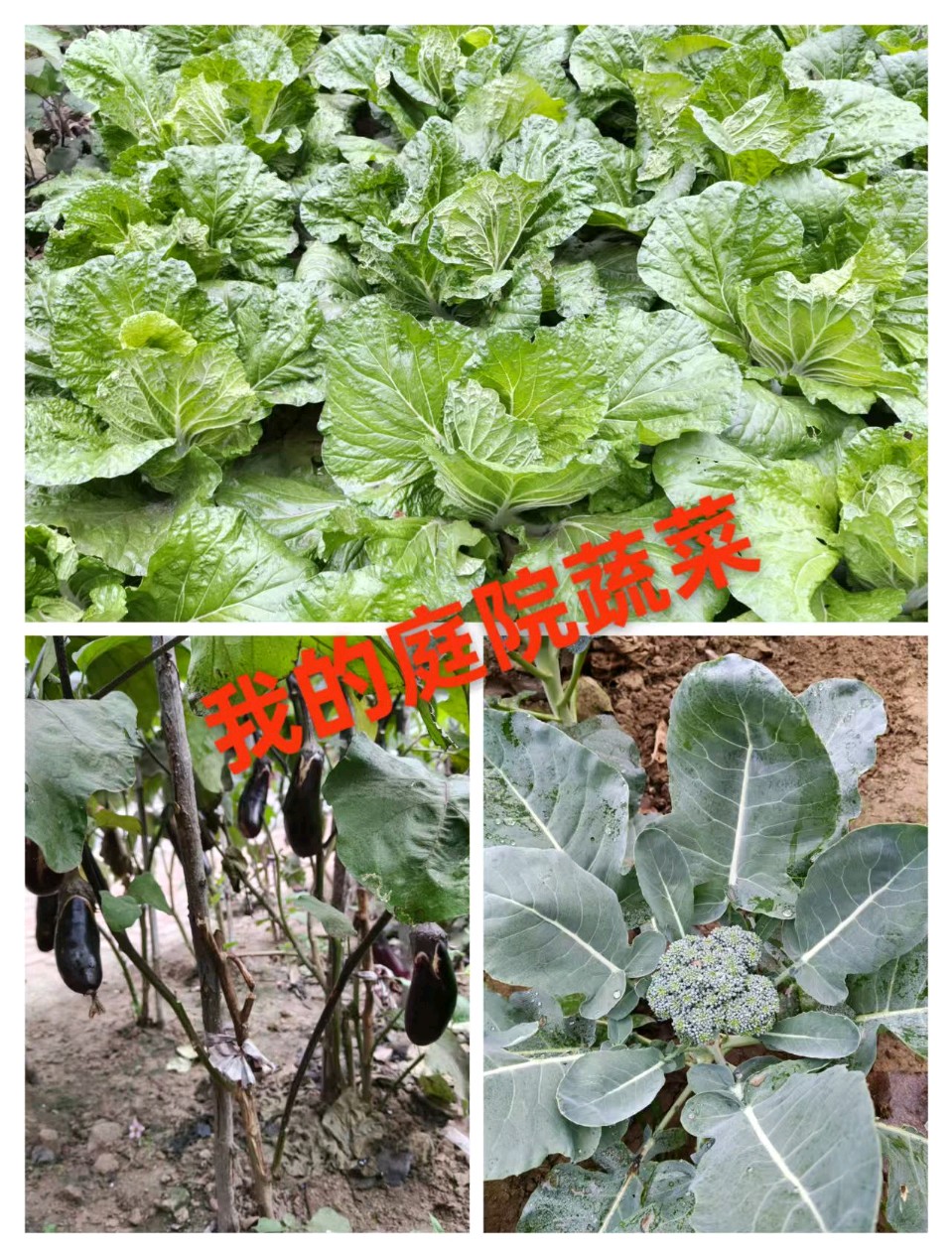 【茌山文苑】山东周富敏‖六斤八两的幸福