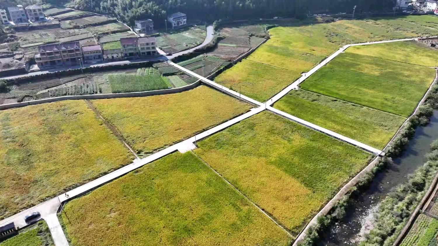 黑科技唤醒“沉睡硒”!首批千岛湖富硒大米喜迎丰收,著名飞行教官挥毫祝贺!(图4)