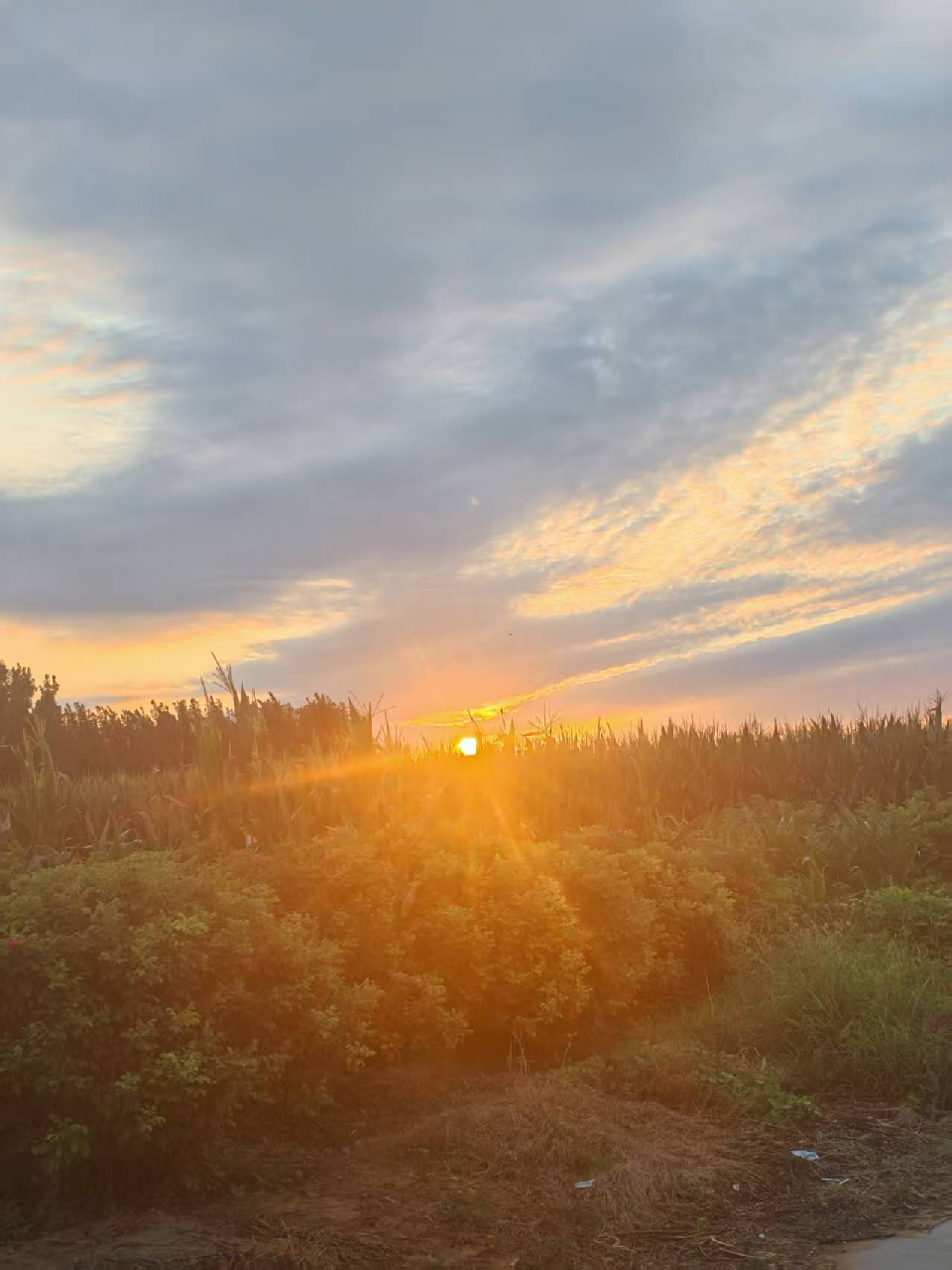 夕阳下 夕阳下