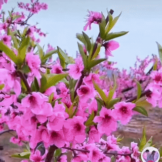 《北京诗社》张秀祥老师诗词专辑（图16）
