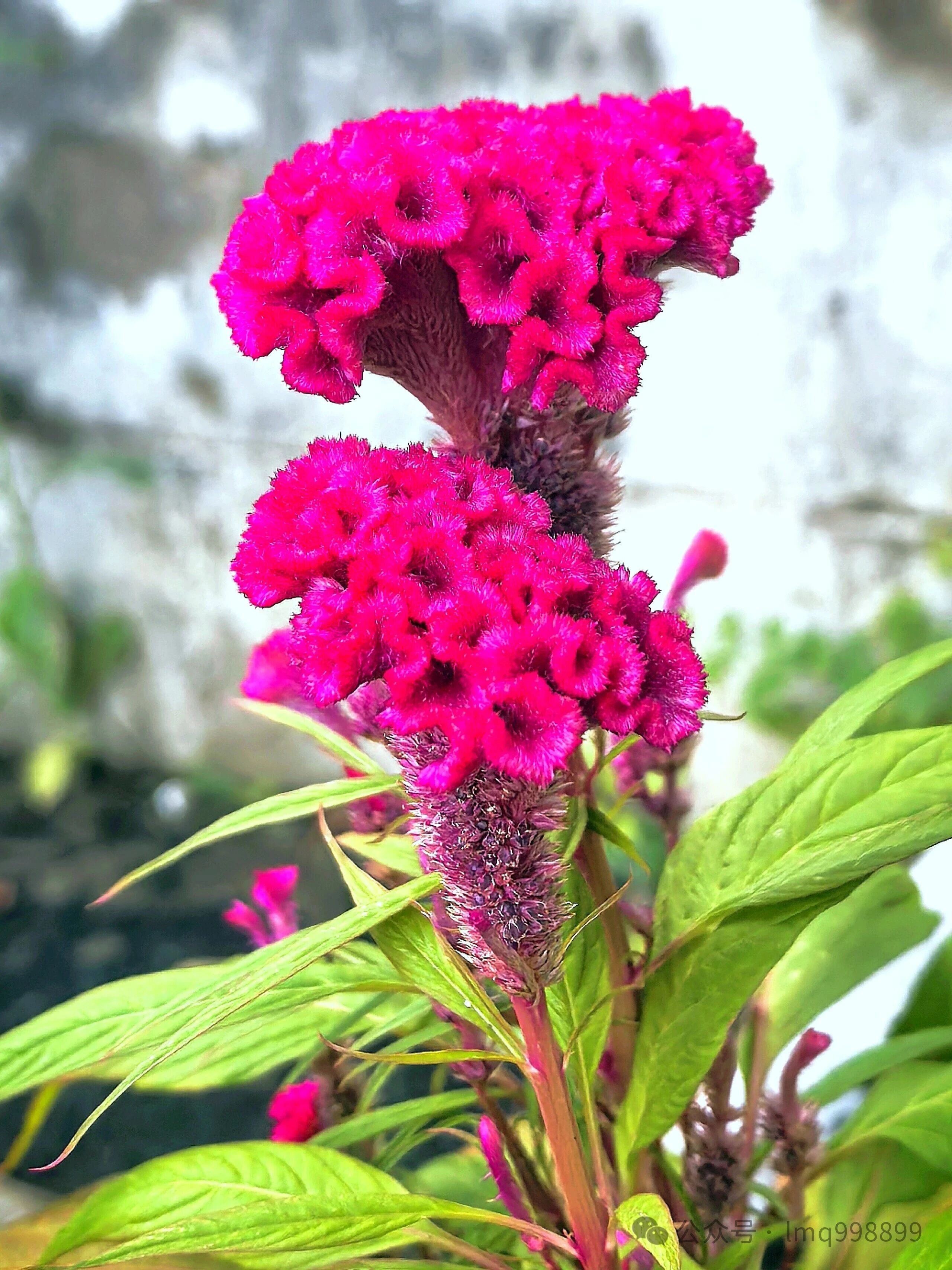 古风·深秋独恋鸡冠花 //刘同芳（山东）