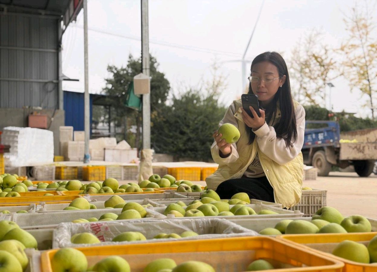 永寿:苹果红满园 产业稳增收(图3)