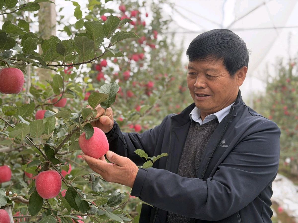 永寿:苹果红满园 产业稳增收(图4)