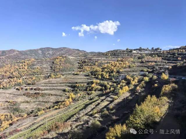 云顶山:一峰两季 秋艳霜白(萧同杏)