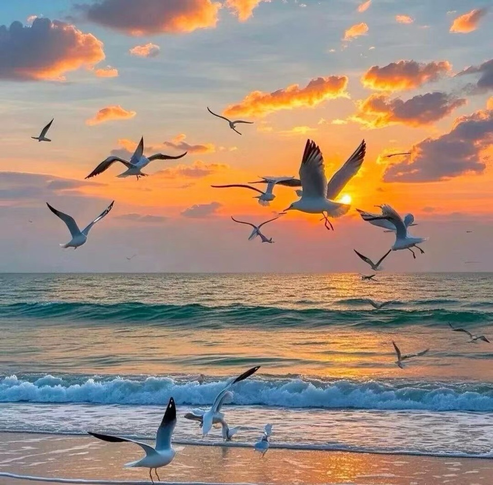 暮海鸥影 （文／三阳）（图2）