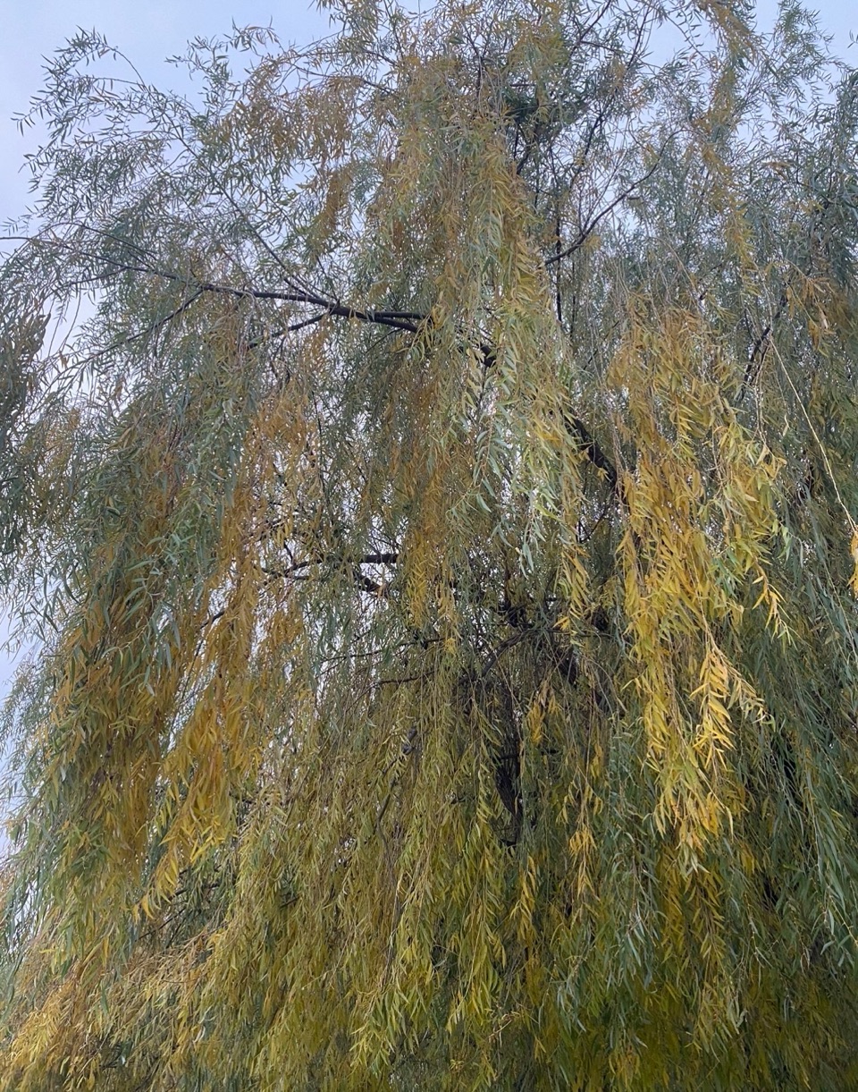 秋柳萧萧暮寂寥（图3）