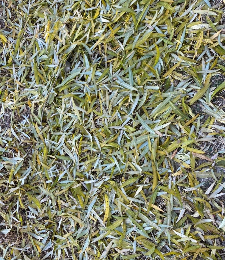 秋柳萧萧暮寂寥（图4）