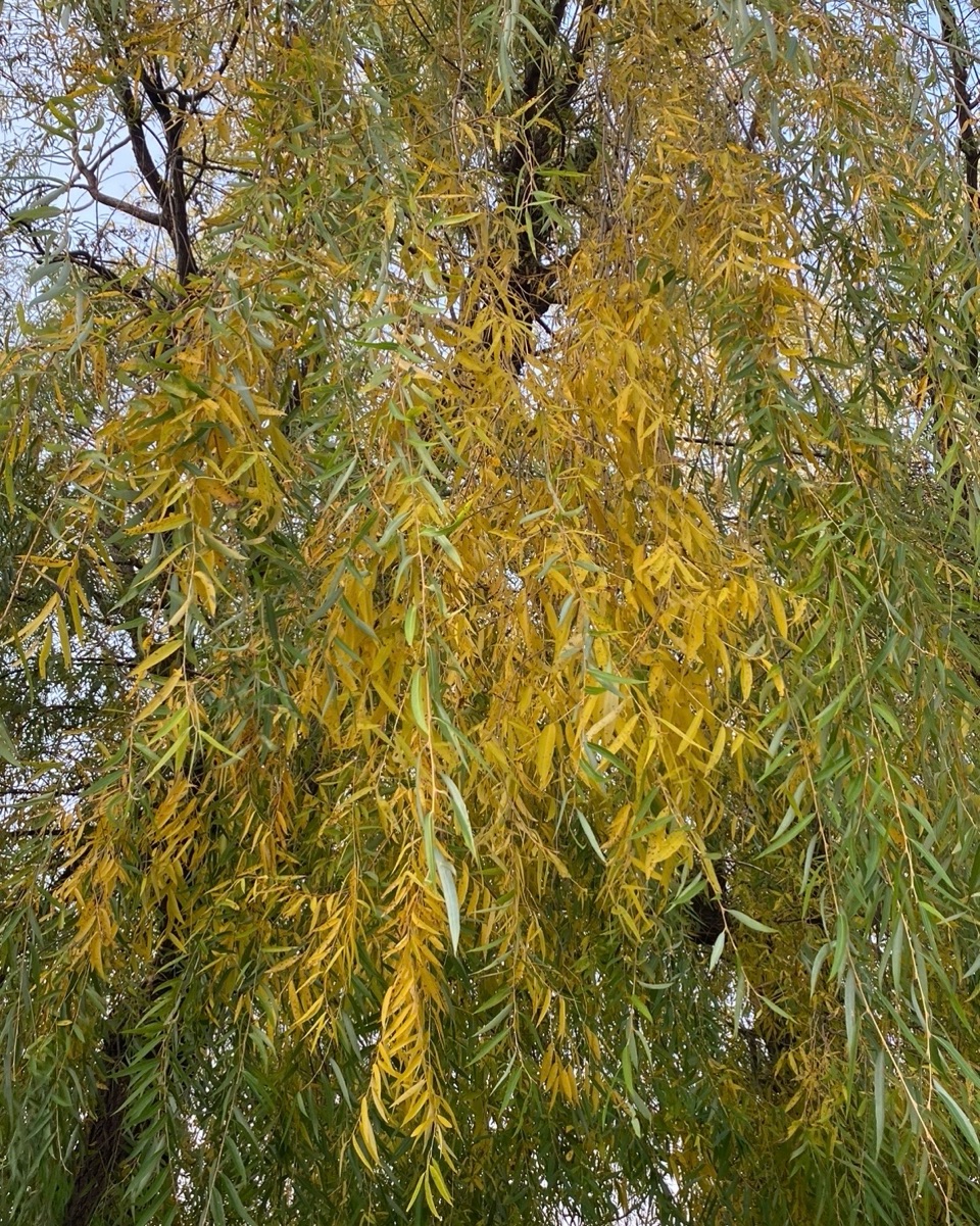秋柳萧萧暮寂寥（图2）