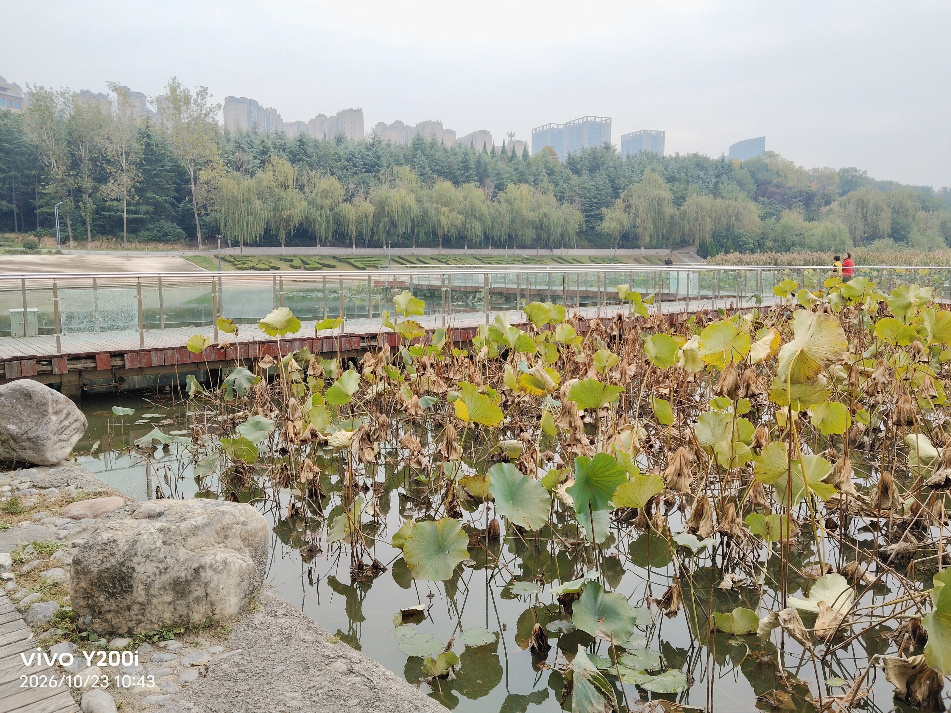 段建中丨石河公园秋色浓