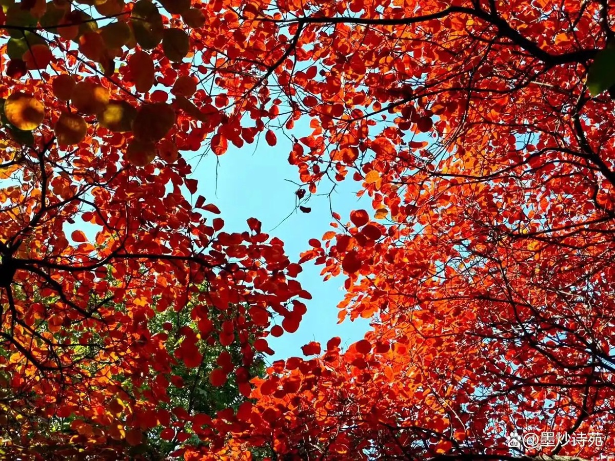 【原创】三木秉风散文诗选1431《夕韵平铺欲向暮,霞思一抹付晚晴》