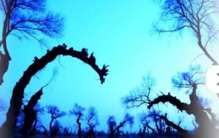 奈曼怪柳，藏着不屈的风骨 文/周平安（内蒙古通辽）（图2）