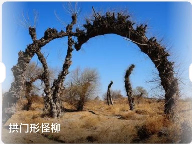 奈曼怪柳，藏着不屈的风骨 文/周平安（内蒙古通辽）（图5）