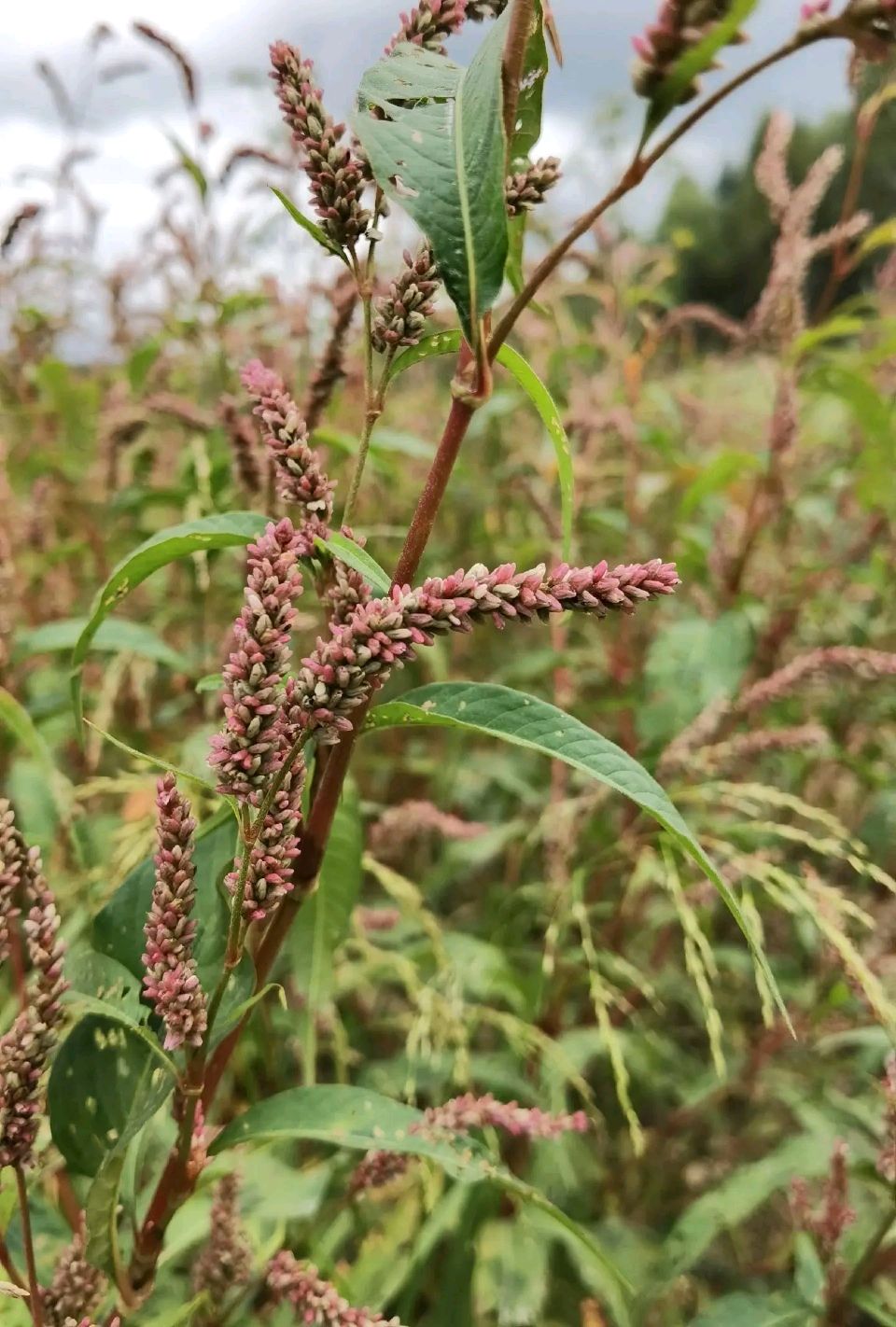 辣蓼草(散文) 陈一龙、(图2)