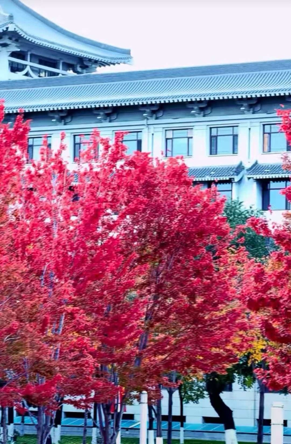 孙成贵《枫红悟韵 七绝藏头四首》诵读：风铃