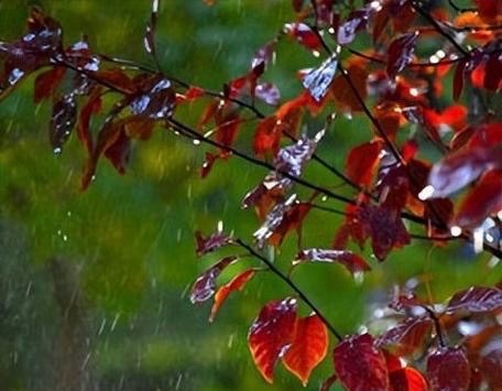 【新诗大观】秋雨||文/任东波（图3）